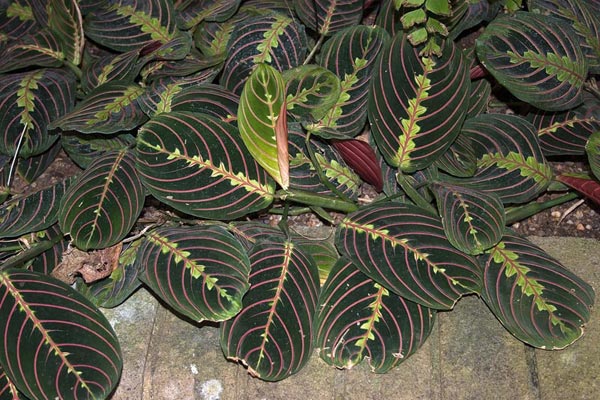 Prayer plant